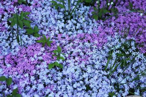 Ten Ground Cover Plants to Get Full Sun