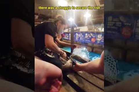 You fish for your meal at this restaurant in Japan 🎣