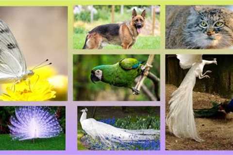 How Village Animals Are Raised In Ways You Won't Believe! 🦋 Animal Lovers Must See 🤩