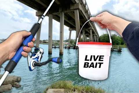 Fishing under the Bridge! Eating Whatever I Catch (Catch and Cook)