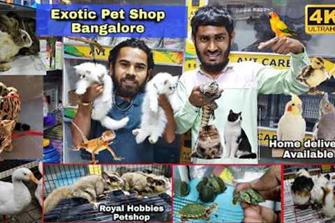 Royal Hobbies Petshop Exotic Pets Cats ,Dogs , Tegu, Rabbits, Guinea Pig,Hamsters &amp; Exotic Birds