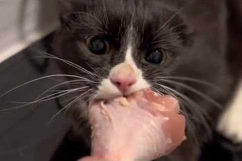 Short Cute And Funny Cat Videos! Part 35 😹