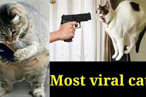 Top 15 Funny funny cats  - Funny snimals / cute animal videos #viral cat #funny dogViral dogs#2023
