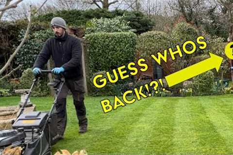 Guess Who's Back... Back Again... | Spring Lawn Care Maintenance Edge/Cut/Weed/Clear Up