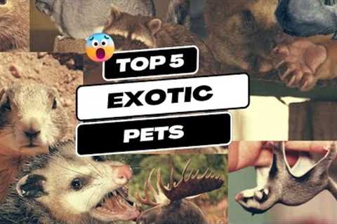 Top 5 Exotic Pets and their Regulations