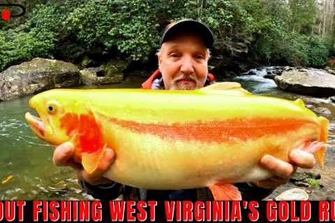 Trout Fishing West Virginia's Gold Rush