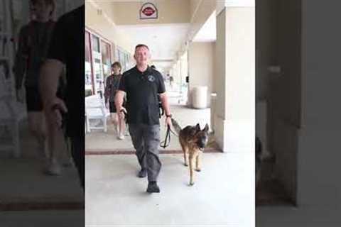 Obedience trained vs non trained dogs#germanshepherd #dogs #trained#untrained #dogtraining  #diyk9