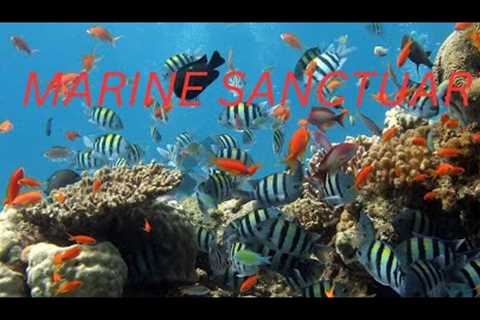 Philippine vlog part 2- Marine Sanctuary Olango Island