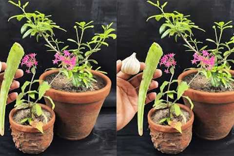 How to make natural pesticide using garlic and aloe vera | Best pesticide for plants