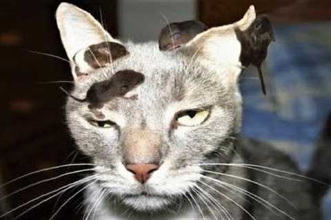 Funny animals - Funny cats / dogs - Funny animal videos / Best videos of March 2023