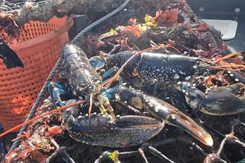 AMAZING CATCH! - BIG LOBSTERS! Hauling Crab and Lobster Pots After Big 10m Spring Tide!