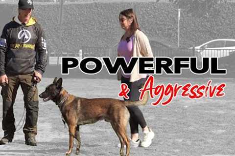 DOG Aggressive Malinois Ecollar Training