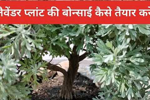 lavender plant ki bonsai #lavender #bonsai #plants #viralvideo #garden #flowers #gardening