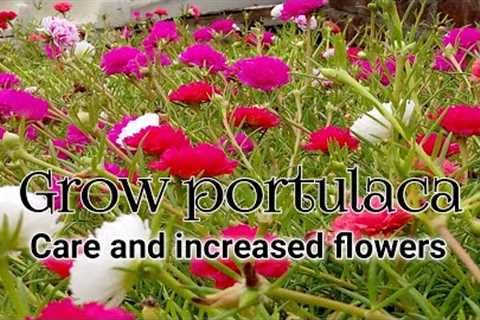 Moss rose portulaca cutting grow &amp; care/ Increased flowers on gul dopheri( 9 o'clock) smart..