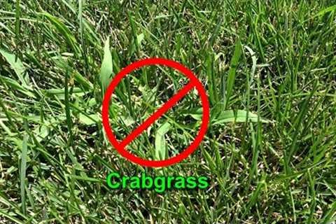 Crabgrass Preventer – Spring Lawn Care