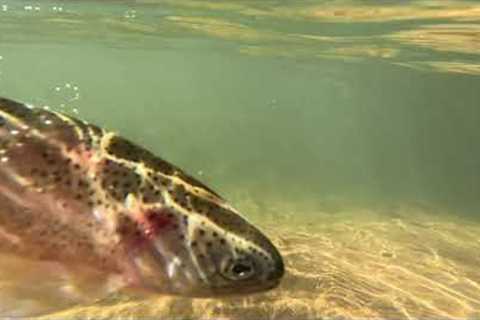 Wilderness Wonders: A Fly Fishing Journey in North Georgia