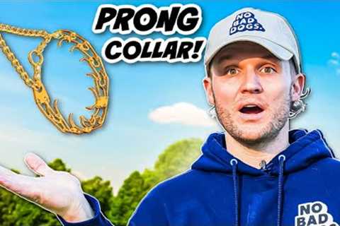 Prong Collar Training Tips
