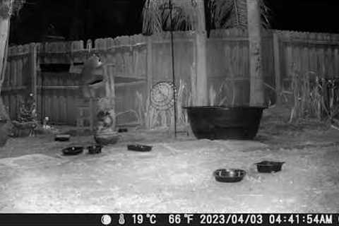 Yard Cam Trail Camera Raccoons