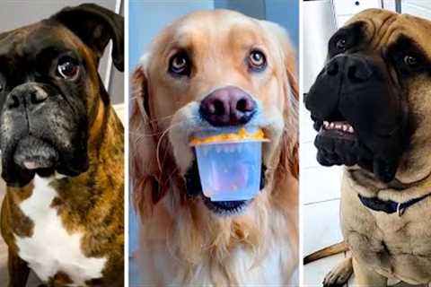 Funniest DOGS that will make you LAUGH! 🐶 Best Dog Videos 😂