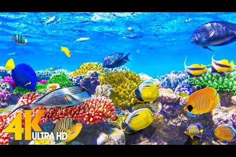 Aquarium 4K VIDEO (ULTRA HD) 🐠 Sea Animals With Relaxing Music - Rare &amp; Colorful Sea Life Video