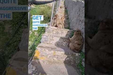 Hazardous monkeys on a long flight of stairs. Gibraltar trip pt3 #cruise #traveltips #planetcruise