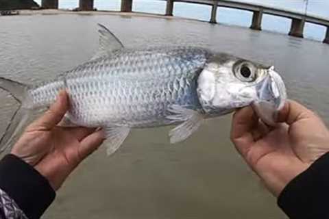 Exploring Umkomaas Estuary on a small boat-Kob &amp; Tarpon