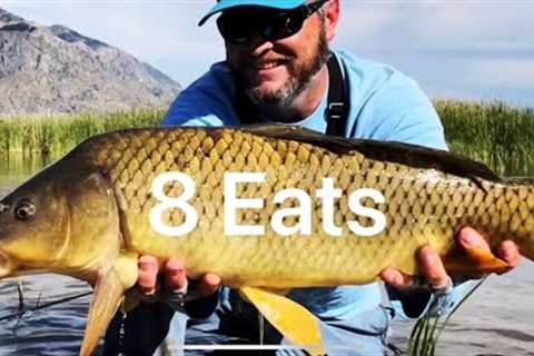 8 eats in 8 minutes - Carp Fly Fishing