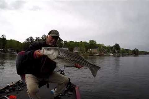 Striper Fishing With A Crappie Appetizer, Lake Murray