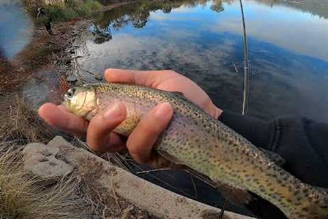 Catching Trout limits at Lake Murray | New Years Eve Fishing