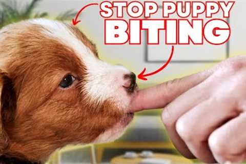 How To Stop Your Puppy Biting With These 3 SECRETS