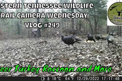 Western Tennessee Wildlife Trail Camera Wednesday - Vlog #249