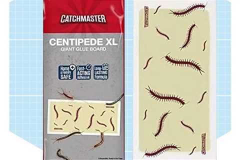 These are the 10 Best Centipede Traps for catching pests in their hiding places