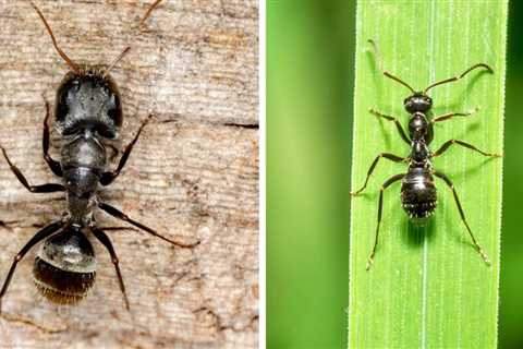 Carpenter Ants vs. Black Ants: What's The Difference?