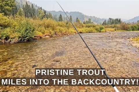 I GO HERE - When I want to catch a bunch of trout and never see anyone! part 28