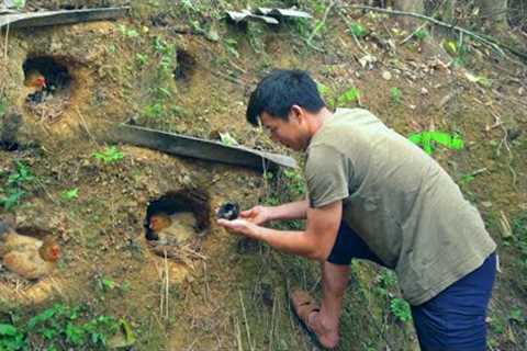 Healthy chicks are born after being incubated deep in the ground