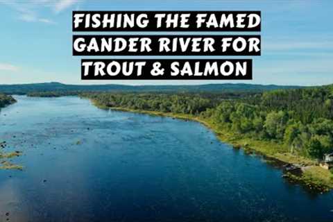 Fishing the Famous Gander River for Trout &amp; Salmon