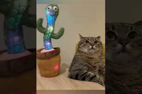 How to Make a Cat-Bird Friendship: A Compilation of Beautiful Moments