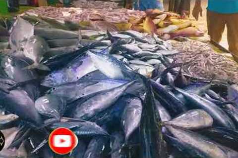Amazing Seeer Fish Cutting Skill/ Expert Cutting Seer Fish In galle srilanka  Fish Market