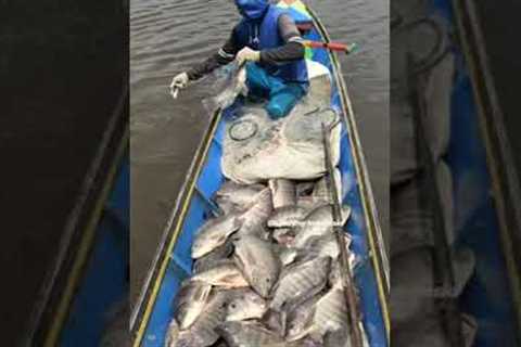 Net Fishing Gone Wrong 😱 Look at those giant fish #fishing #fish #shorts #youtubeshorts #short