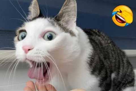 Funny Cats and Dogs Videos 🤣 - Funniest Animal Videos 2023! 🥰 #2