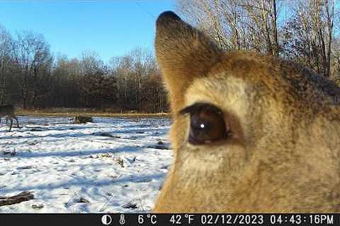 Michigan Trail Cameras: January 21, 2023 - March 17, 2023 (Camera 4)