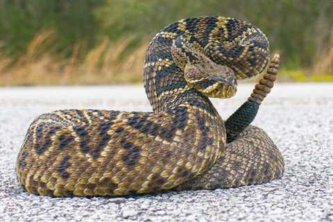 8 Types Of Poisonous Snakes You Can Find in Your Yard