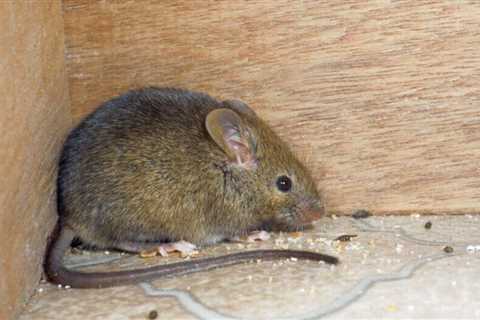 8 Most Common Types Of Mice You Will Find in Your House