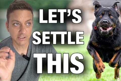 Is Exercising Your Dog a Mistake? Let’s Settle This.