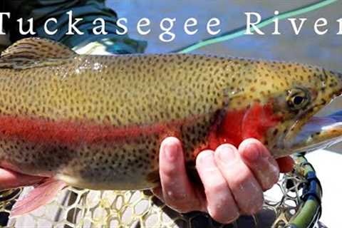 An incredible fly fishing adventure (Tuckasegee River)