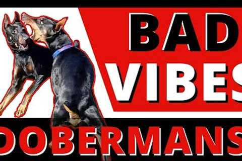 Menacing Doberman bullies &amp; harasses all my dogs - Can I help a dog left in the backyard for 2..