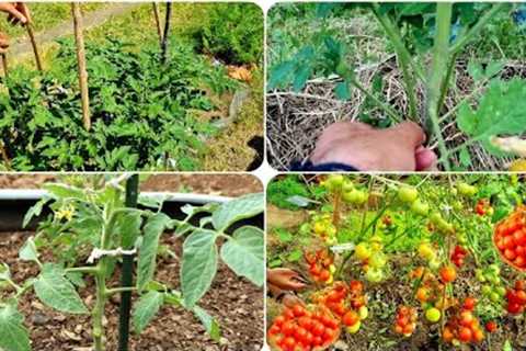 Method Of Staking, Tying Up  And Harvesting Tomatoes in Your Backyard Garden