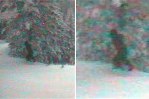 This National Park Ranger Noticed Something Big Moving On This National Park Webcam