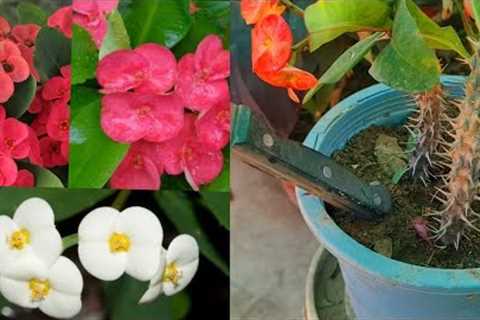 Milli Euphorbia propagation complete guide|Explore your hobbies!!