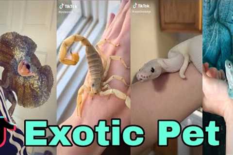 Exotic Pet- tiktok video compilation exotic lover alert!!